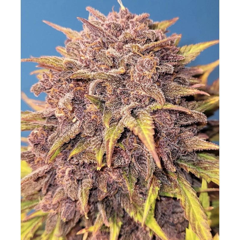 Purple Lemonade Auto Fast Buds immagine 8