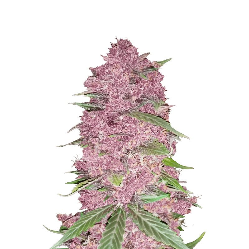 Purple Lemonade Auto Fast Buds immagine 9