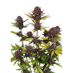 Purple Lemonade Auto RF3 Fast Buds
