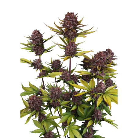 Purple Lemonade Auto RF3 Fast Buds