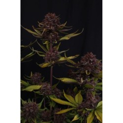 Purple Lemonade Auto RF3 Fast Buds immagine 2