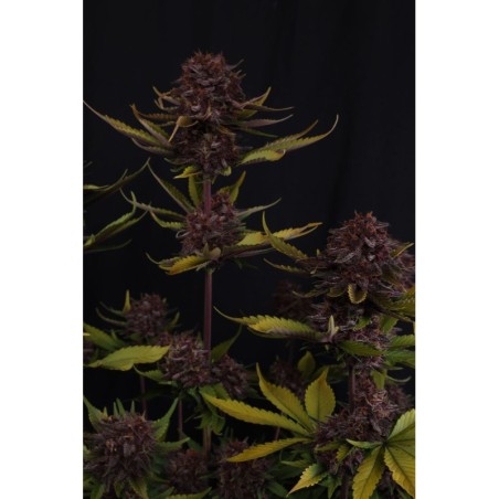 Purple Lemonade Auto RF3 Fast Buds immagine 2