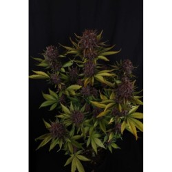 Purple Lemonade Auto RF3 Fast Buds immagine 3