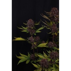 Purple Lemonade Auto RF3 Fast Buds immagine 4