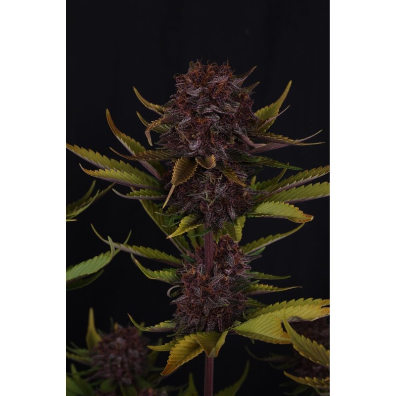 Purple Lemonade Auto RF3 Fast Buds immagine 5