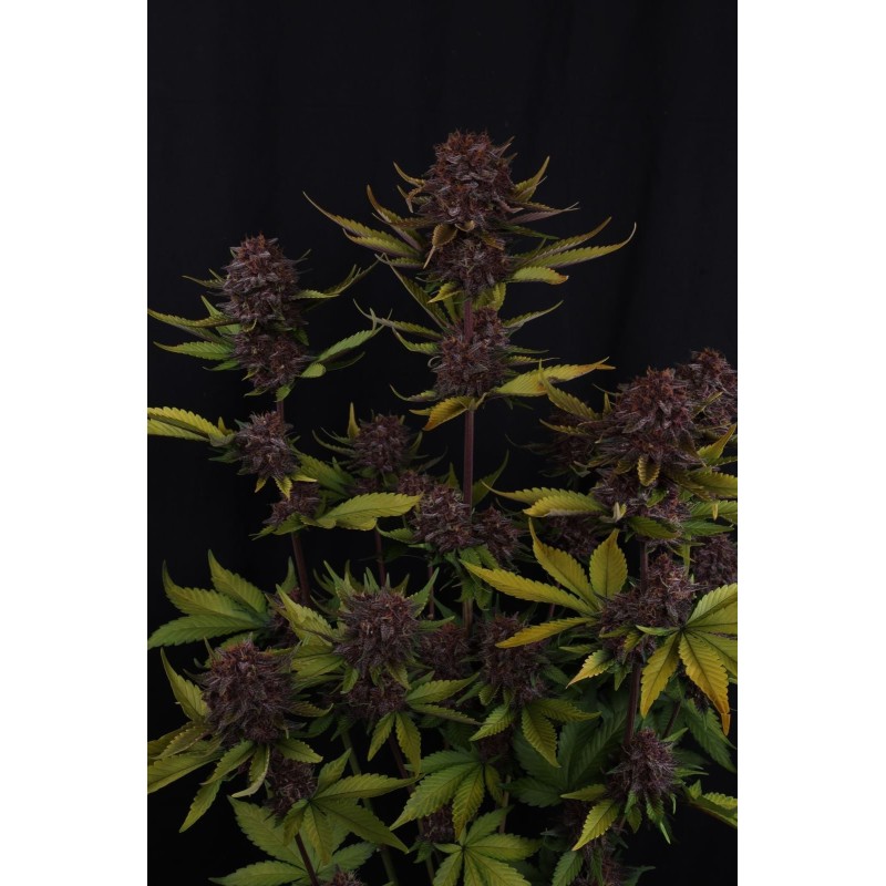 Purple Lemonade Auto RF3 Fast Buds immagine 6