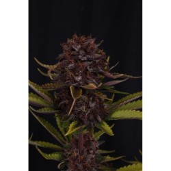 Purple Lemonade Auto RF3 Fast Buds immagine 7