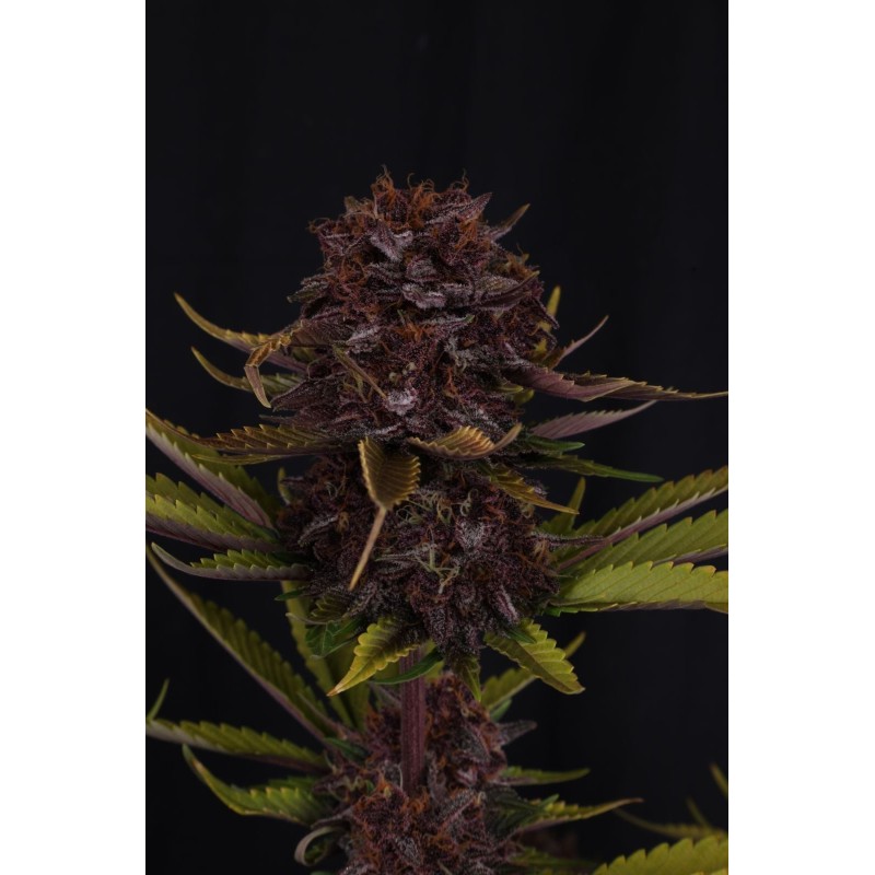 Purple Lemonade Auto RF3 Fast Buds immagine 7