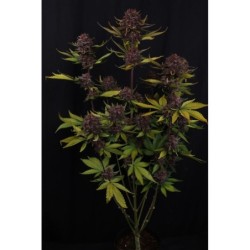 Purple Lemonade Auto RF3 Fast Buds immagine 8
