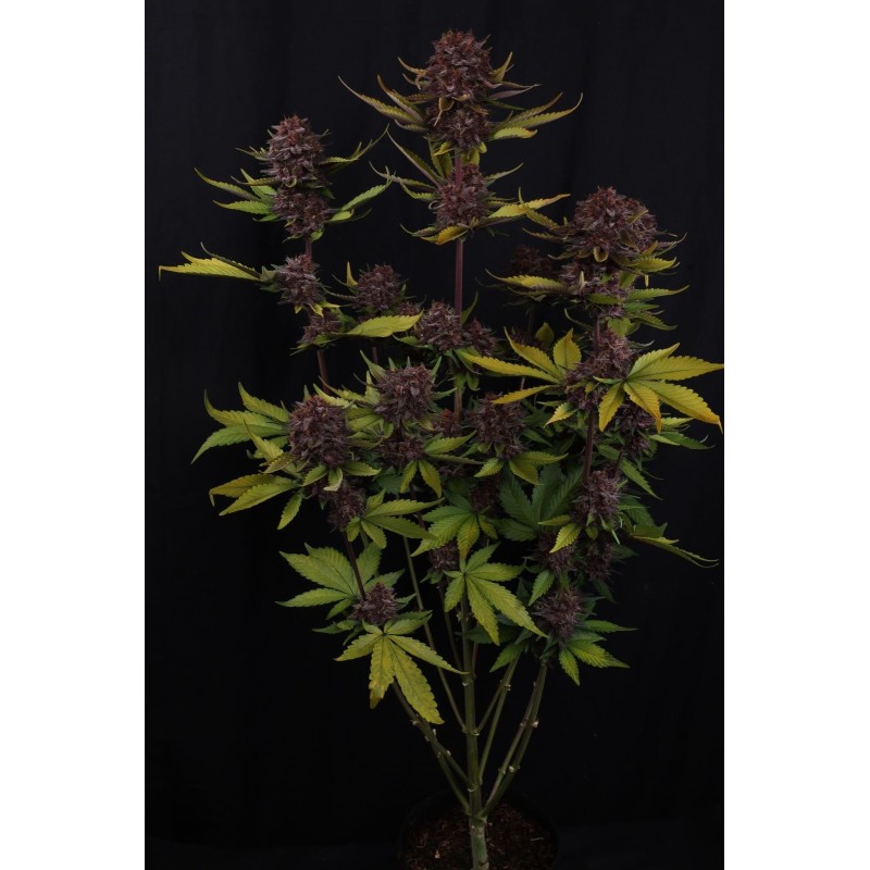 Purple Lemonade Auto RF3 Fast Buds immagine 8