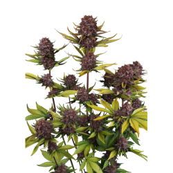 Purple Lemonade Auto RF3 Fast Buds immagine 9