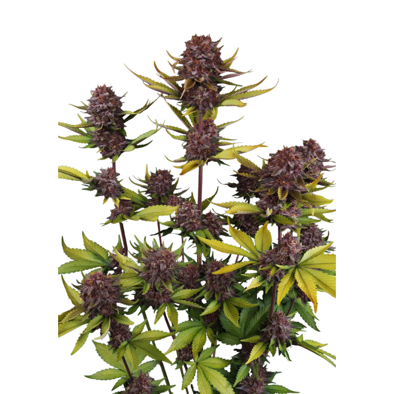 Purple Lemonade Auto RF3 Fast Buds immagine 9