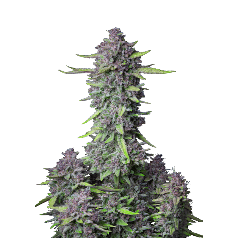 Purple Punch Auto Fast Buds