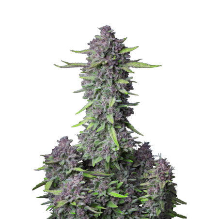 Purple Punch Auto Fast Buds