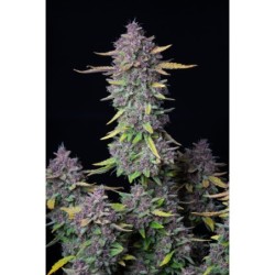 Purple Punch Auto Fast Buds immagine 2