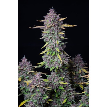 Purple Punch Auto Fast Buds immagine 2