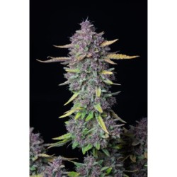 Purple Punch Auto Fast Buds immagine 3