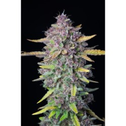 Purple Punch Auto Fast Buds immagine 4