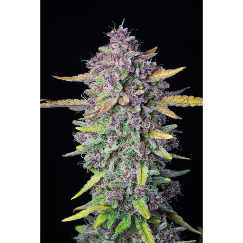 Purple Punch Auto Fast Buds immagine 4