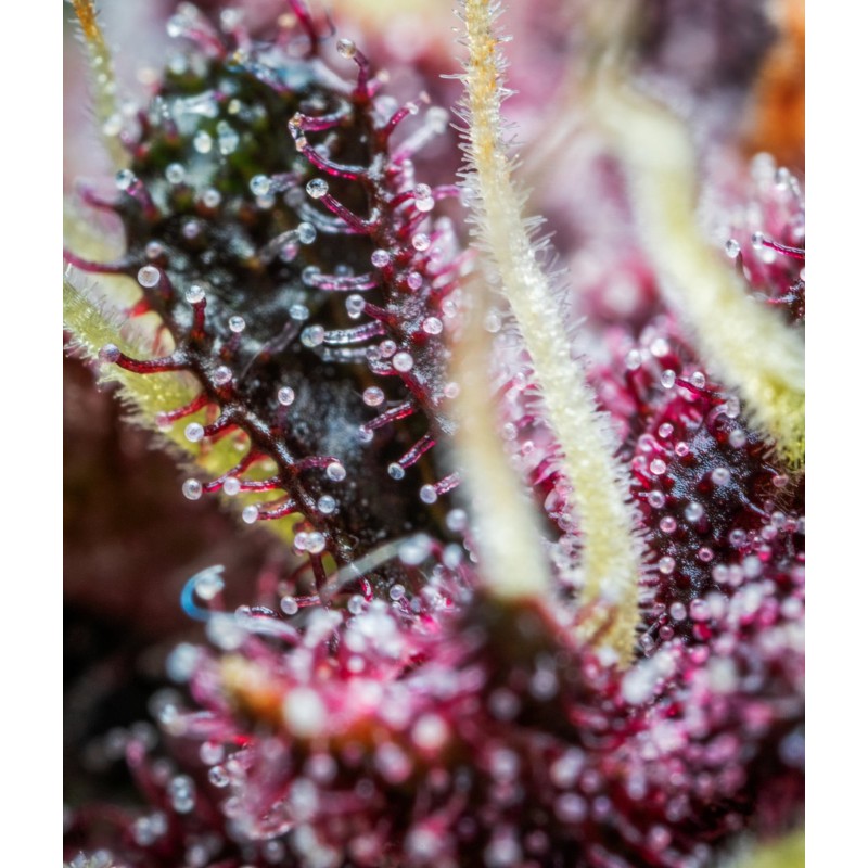 Purple Punch Auto Fast Buds immagine 5