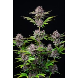 Purple Punch Auto Fast Buds immagine 6