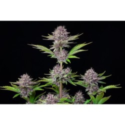 Purple Punch Auto Fast Buds immagine 7