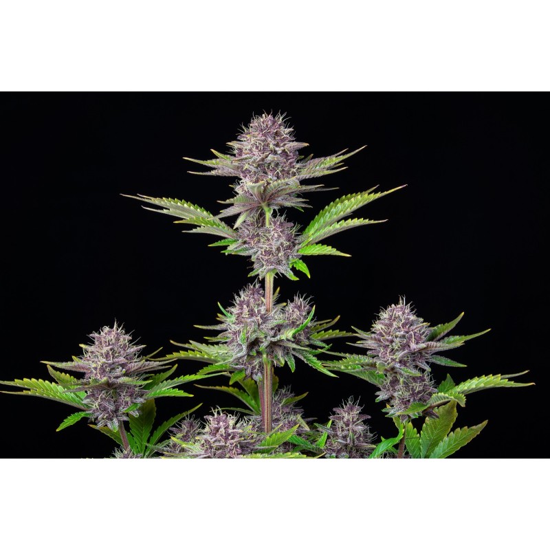 Purple Punch Auto Fast Buds immagine 7