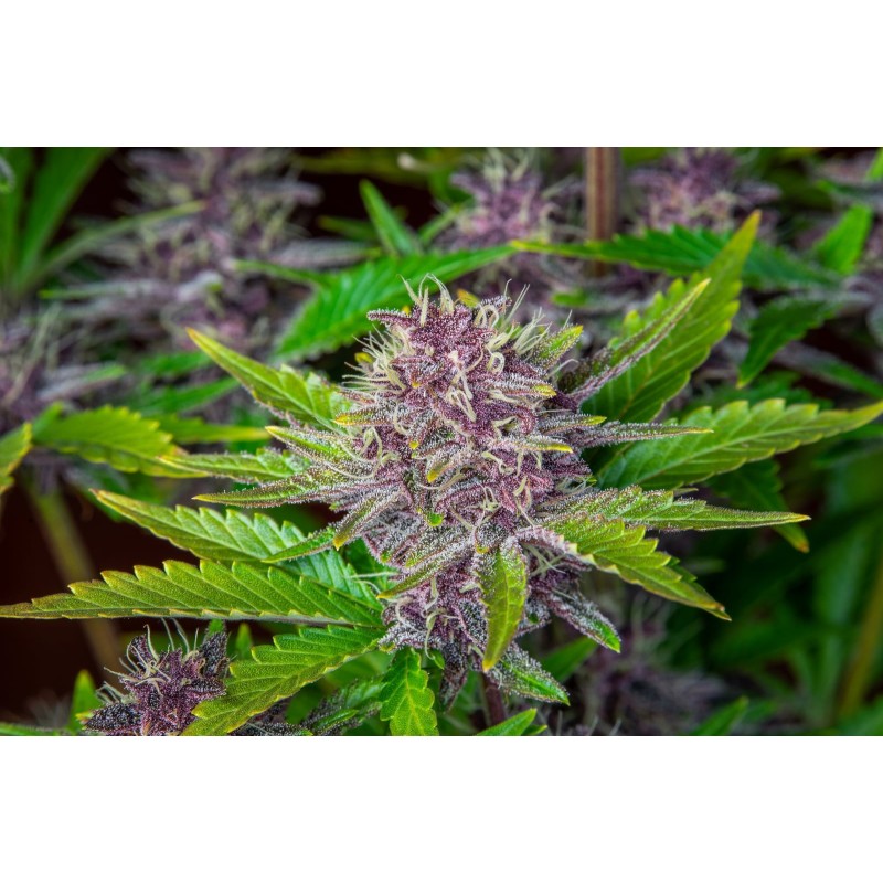 Purple Punch Auto Fast Buds immagine 8