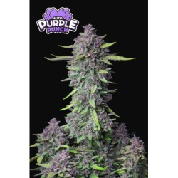 Purple Punch Auto Fast Buds immagine 9