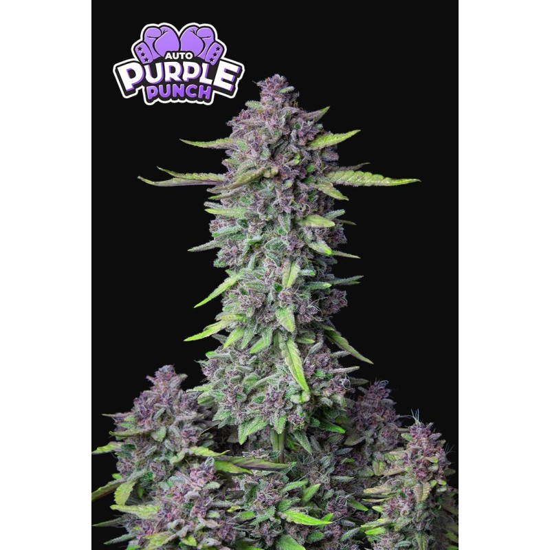 Purple Punch Auto Fast Buds immagine 9