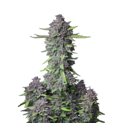 Purple Punch Auto Fast Buds immagine 10