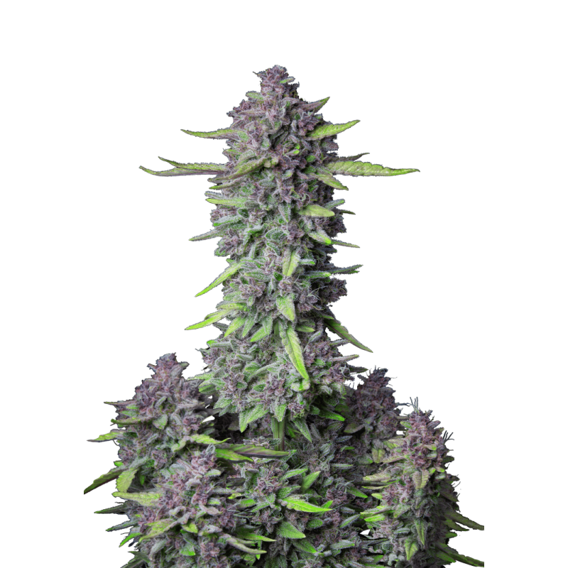 Purple Punch Auto Fast Buds immagine 10