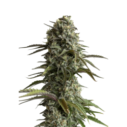 Skunk Auto Fast Buds