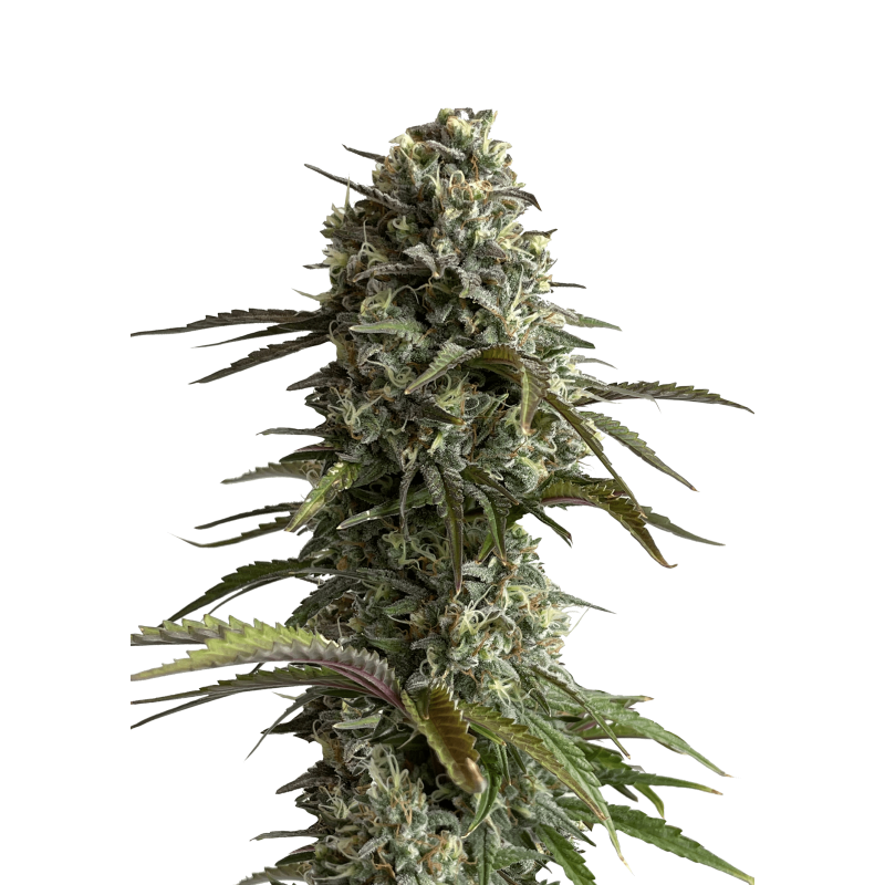Skunk Auto Fast Buds