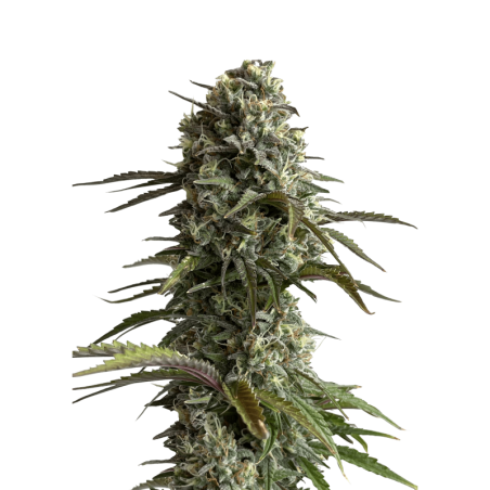 Skunk Auto Fast Buds
