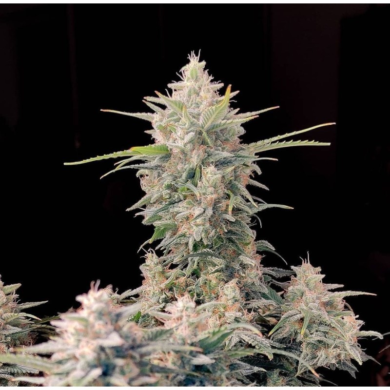 Skunk Auto Fast Buds immagine 2