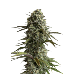 Skunk Auto Fast Buds immagine 3