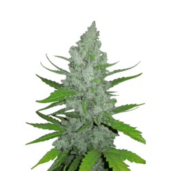 Sour Diesel Auto Fast Buds