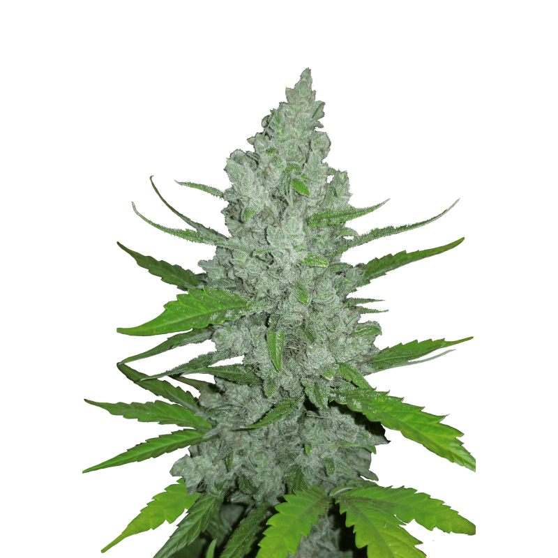 Sour Diesel Auto Fast Buds