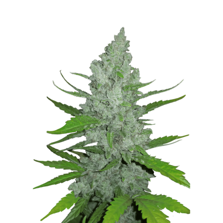 Sour Diesel Auto Fast Buds