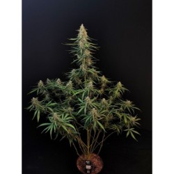 Sour Diesel Auto Fast Buds immagine 2