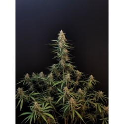 Sour Diesel Auto Fast Buds immagine 3