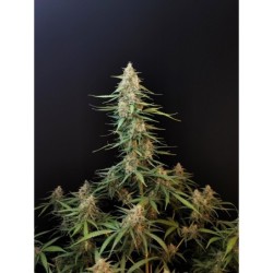 Sour Diesel Auto Fast Buds immagine 4