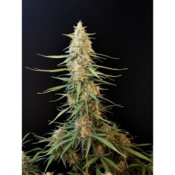 Sour Diesel Auto Fast Buds immagine 5
