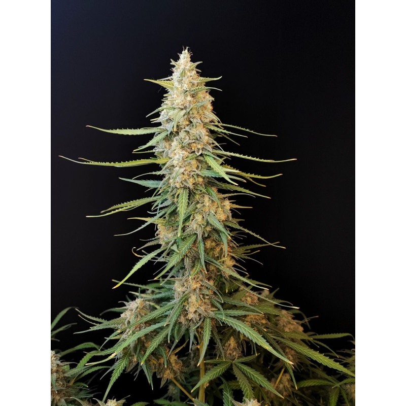 Sour Diesel Auto Fast Buds immagine 5