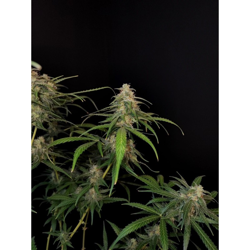 Sour Diesel Auto Fast Buds immagine 6