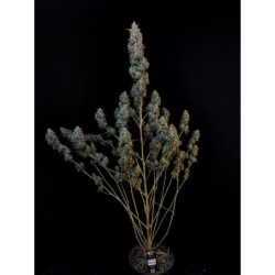 Sour Diesel Auto Fast Buds immagine 7