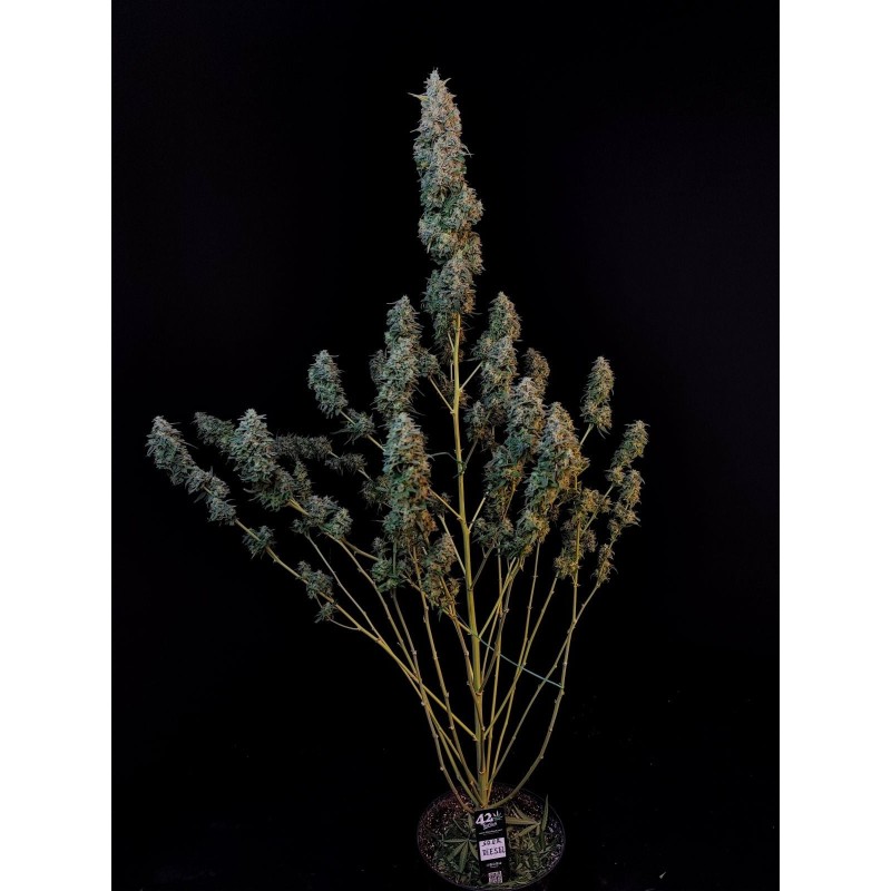 Sour Diesel Auto Fast Buds immagine 7