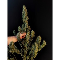 Sour Diesel Auto Fast Buds immagine 8
