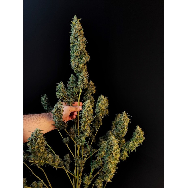 Sour Diesel Auto Fast Buds immagine 8